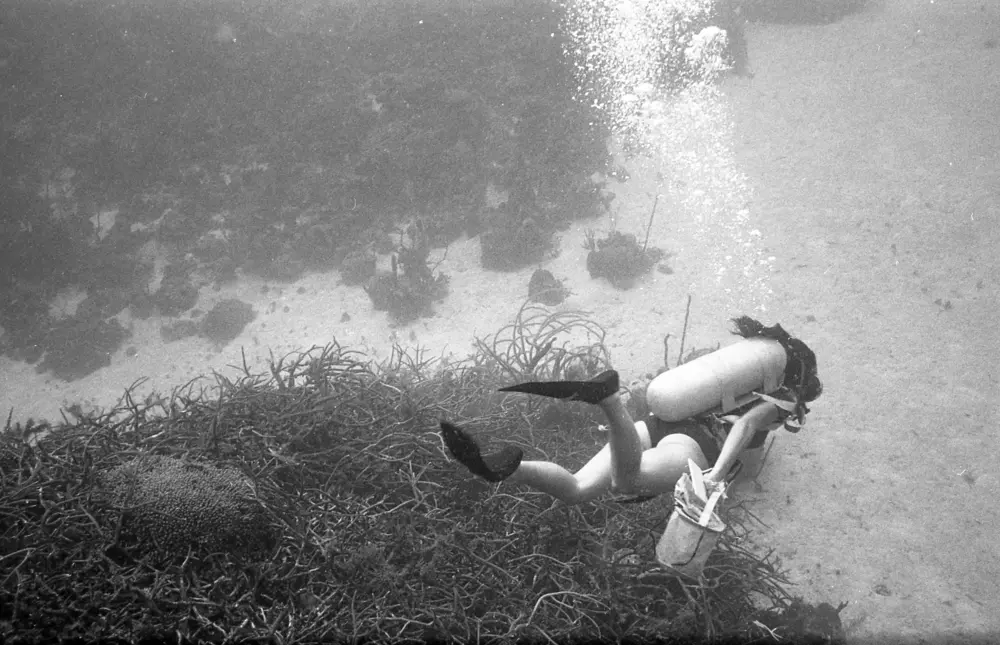 **mediaID: **10.5281/zenodo.22663465-IMG0034.png<br>**year: **1966<br>**waterBody: **Caribbean Sea<br>**country: **Jamaica<br>**county: **Saint Ann Parish, Middlesex County<br>**municipality: **Discovery Bay<br>**location: **<br>**decimalLongitude: **-77.4093<br>**decimalLatitude: **18.4723<br>**georeferenceRemarks: **Exact coordinates unknown. Inferred from site map. Coordinates precise to approximately 0.0025 degress (~250 m).<br>**mediaComments: **