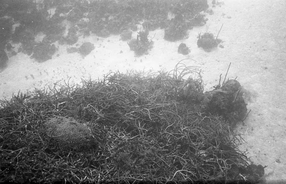 **mediaID: **10.5281/zenodo.22663465-IMG0035.png<br>**year: **1966<br>**waterBody: **Caribbean Sea<br>**country: **Jamaica<br>**county: **Saint Ann Parish, Middlesex County<br>**municipality: **Discovery Bay<br>**location: **<br>**decimalLongitude: **-77.4093<br>**decimalLatitude: **18.4723<br>**georeferenceRemarks: **Exact coordinates unknown. Inferred from site map. Coordinates precise to approximately 0.0025 degress (~250 m).<br>**mediaComments: **