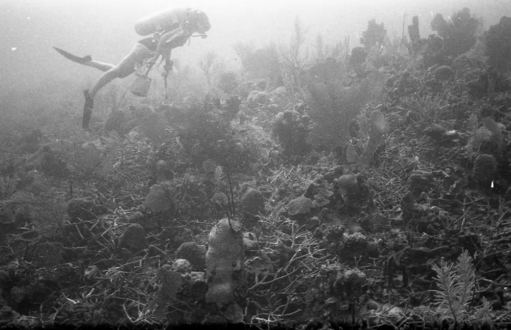 **mediaID: **10.5281/zenodo.22663465-IMG0038.png<br>**year: **1966<br>**waterBody: **Caribbean Sea<br>**country: **Jamaica<br>**county: **Saint Ann Parish, Middlesex County<br>**municipality: **Discovery Bay<br>**location: **<br>**decimalLongitude: **-77.409<br>**decimalLatitude: **18.4726<br>**georeferenceRemarks: **Exact coordinates unknown. Inferred from site map. Coordinates precise to approximately 0.0025 degress (~250 m).<br>**mediaComments: **