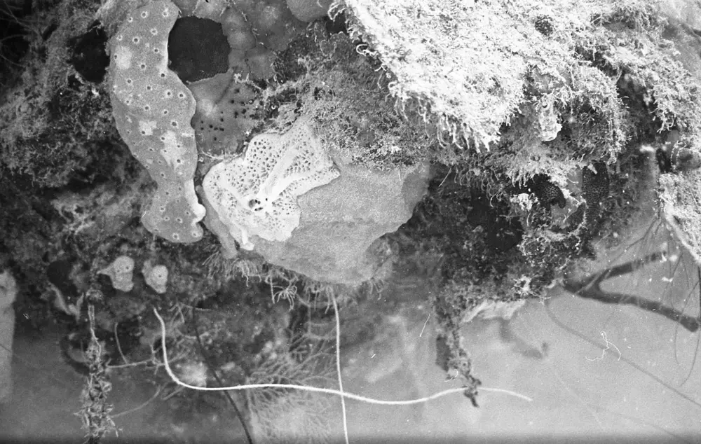 **mediaID: **10.5281/zenodo.22663465-IMG0070.png<br>**year: **1966<br>**waterBody: **Caribbean Sea<br>**country: **Jamaica<br>**county: **Saint Ann Parish, Middlesex County<br>**municipality: **Discovery Bay<br>**location: **<br>**decimalLongitude: **-77.38917<br>**decimalLatitude: **18.46917<br>**georeferenceRemarks: **Exact coordinates unknown. Inferred from site map. Coordinates precise to approximately 0.0025 degress (~250 m).<br>**mediaComments: **