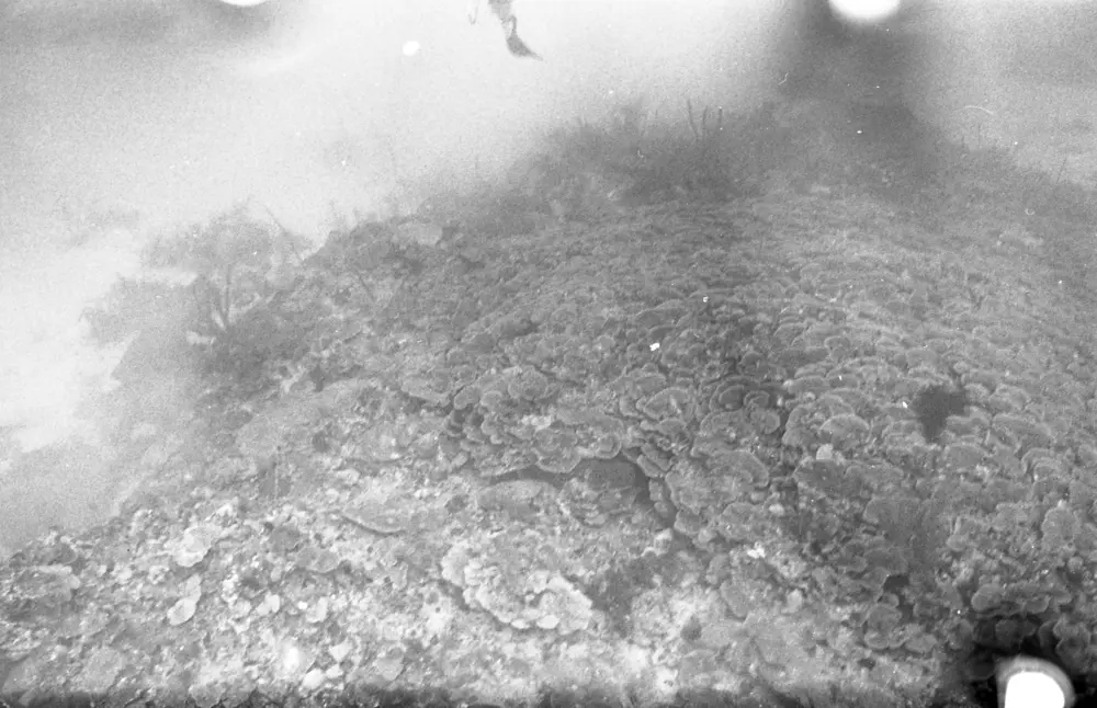 **mediaID: **10.5281/zenodo.22663465-IMG0073.png<br>**year: **1966<br>**waterBody: **Caribbean Sea<br>**country: **Jamaica<br>**county: **Saint Ann Parish, Middlesex County<br>**municipality: **Discovery Bay<br>**location: **<br>**decimalLongitude: **-77.40908<br>**decimalLatitude: **18.47322<br>**georeferenceRemarks: **Exact coordinates unknown. Inferred from site map. Coordinates precise to approximately 0.0025 degress (~250 m).<br>**mediaComments: **