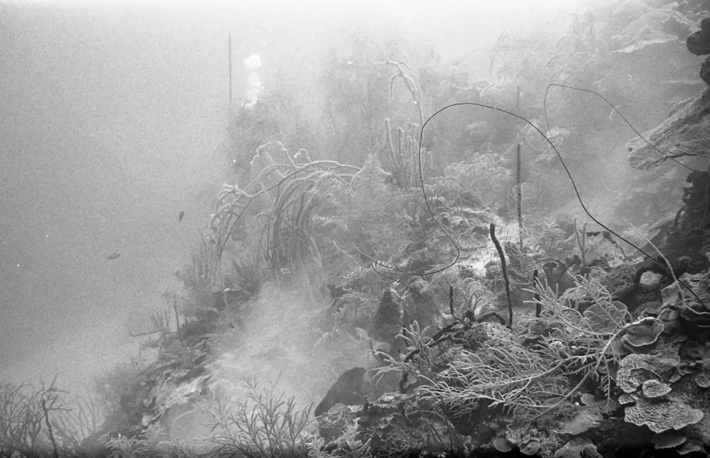 **mediaID: **10.5281/zenodo.22663465-IMG0076.png<br>**year: **1966<br>**waterBody: **Caribbean Sea<br>**country: **Jamaica<br>**county: **Saint Ann Parish, Middlesex County<br>**municipality: **Discovery Bay<br>**location: **<br>**decimalLongitude: **-77.40908<br>**decimalLatitude: **18.47322<br>**georeferenceRemarks: **Exact coordinates unknown. Inferred from site map. Coordinates precise to approximately 0.0025 degress (~250 m).<br>**mediaComments: **