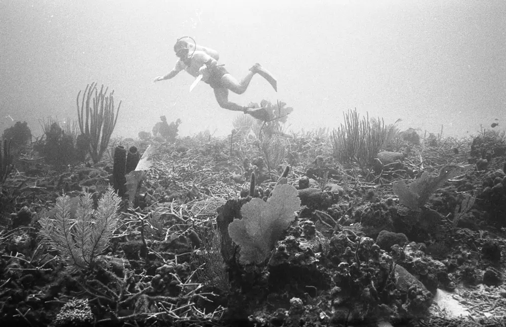 **mediaID: **10.5281/zenodo.22663465-IMG0081.png<br>**year: **1966<br>**waterBody: **Caribbean Sea<br>**country: **Jamaica<br>**county: **Saint Ann Parish, Middlesex County<br>**municipality: **Discovery Bay<br>**location: **<br>**decimalLongitude: **-77.40908<br>**decimalLatitude: **18.47322<br>**georeferenceRemarks: **Exact coordinates unknown. Inferred from site map. Coordinates precise to approximately 0.0025 degress (~250 m).<br>**mediaComments: **