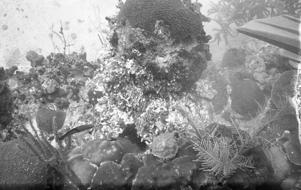 **mediaID: **10.5281/zenodo.22663465-IMG0093.png<br>**year: **1966<br>**waterBody: **Caribbean Sea<br>**country: **Jamaica<br>**county: **Saint Ann Parish, Middlesex County<br>**municipality: **Discovery Bay<br>**location: **<br>**decimalLongitude: **-77.40908<br>**decimalLatitude: **18.47322<br>**georeferenceRemarks: **Exact coordinates unknown. Inferred from site map. Coordinates precise to approximately 0.0025 degress (~250 m).<br>**mediaComments: **