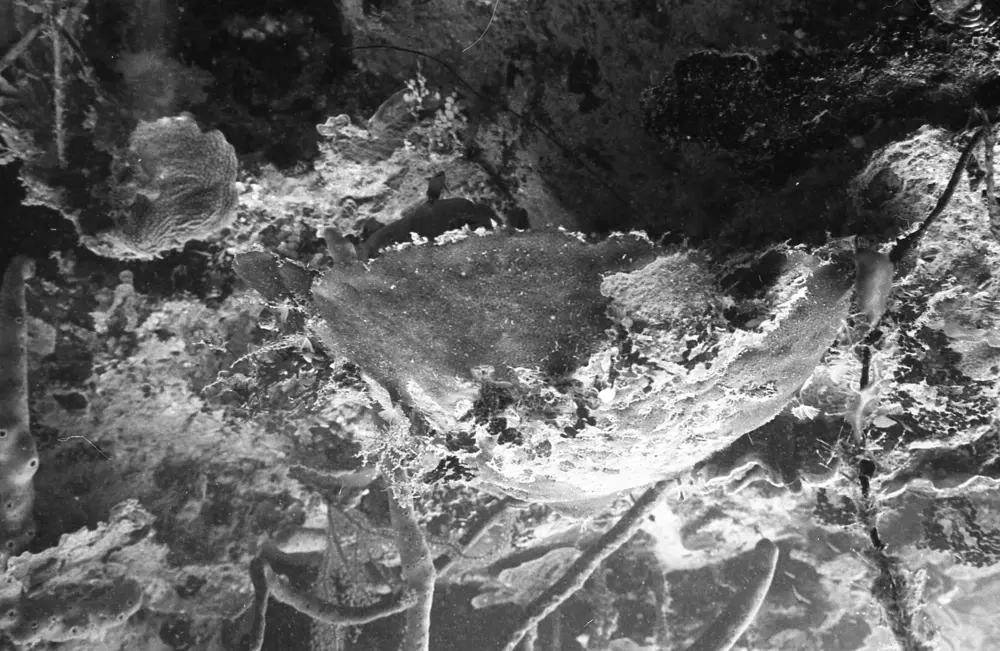 **mediaID: **10.5281/zenodo.22663465-IMG0124.png<br>**year: **1968<br>**waterBody: **Caribbean Sea<br>**country: **Jamaica<br>**county: **Saint Ann Parish, Middlesex County<br>**municipality: **Discovery Bay<br>**location: **<br>**decimalLongitude: **-77.5037<br>**decimalLatitude: **18.4862<br>**georeferenceRemarks: **Exact coordinates unknown. Inferred from site map. Coordinates precise to approximately 0.0025 degress (~250 m).<br>**mediaComments: **