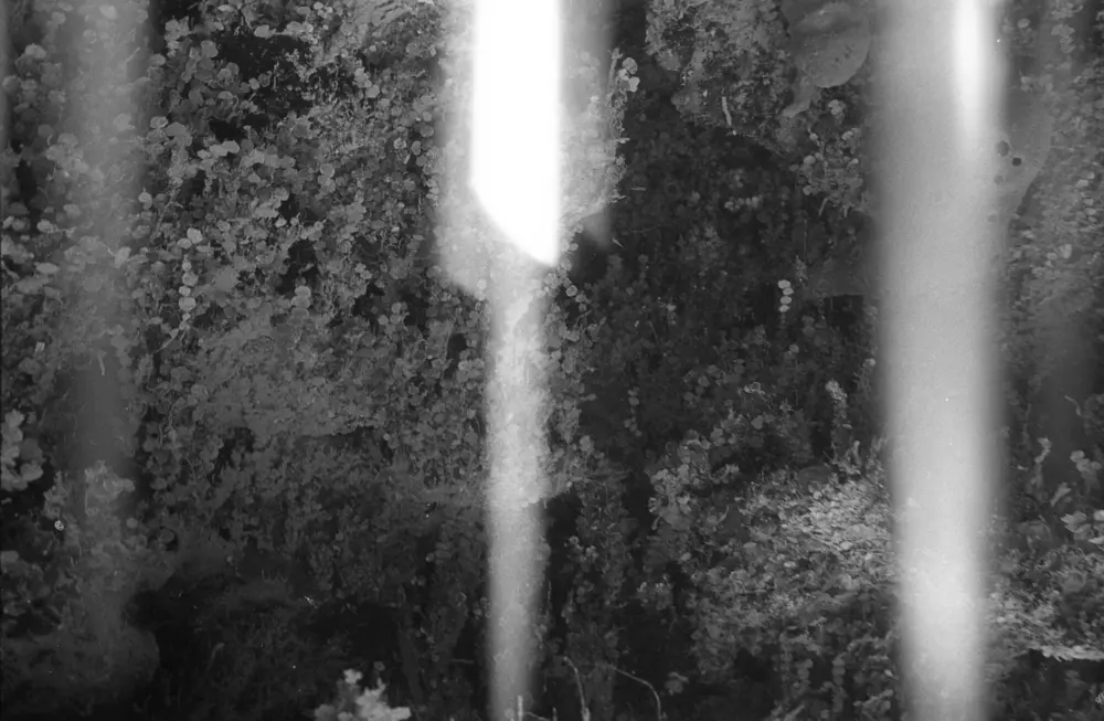**mediaID: **10.5281/zenodo.22663465-IMG0127.png<br>**year: **1968<br>**waterBody: **Caribbean Sea<br>**country: **Jamaica<br>**county: **Saint Ann Parish, Middlesex County<br>**municipality: **Discovery Bay<br>**location: **<br>**decimalLongitude: **-77.5037<br>**decimalLatitude: **18.4862<br>**georeferenceRemarks: **Exact coordinates unknown. Inferred from site map. Coordinates precise to approximately 0.0025 degress (~250 m).<br>**mediaComments: **