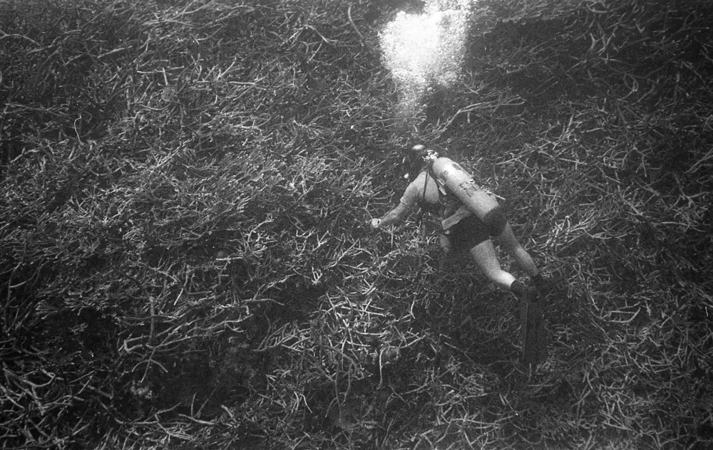 **mediaID: **10.5281/zenodo.22663465-IMG0144.png<br>**year: **1968<br>**waterBody: **Caribbean Sea<br>**country: **Jamaica<br>**county: **Saint Ann Parish, Middlesex County<br>**municipality: **Discovery Bay<br>**location: **<br>**decimalLongitude: **-77.5037<br>**decimalLatitude: **18.4862<br>**georeferenceRemarks: **Exact coordinates unknown. Inferred from site map. Coordinates precise to approximately 0.0025 degress (~250 m).<br>**mediaComments: **
