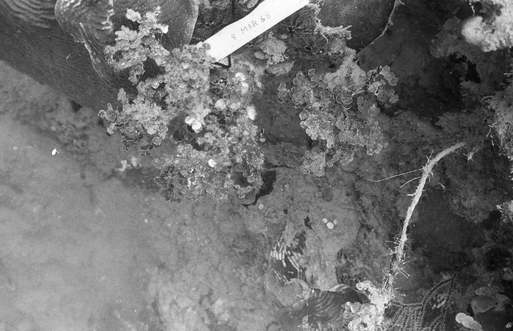 **mediaID: **10.5281/zenodo.22663465-IMG0160.png<br>**year: **1968<br>**waterBody: **Caribbean Sea<br>**country: **Jamaica<br>**county: **Saint Ann Parish, Middlesex County<br>**municipality: **Discovery Bay<br>**location: **<br>**decimalLongitude: **-77.35867<br>**decimalLatitude: **18.4635<br>**georeferenceRemarks: **Exact coordinates unknown. Inferred from site map. Coordinates precise to approximately 0.0025 degress (~250 m).<br>**mediaComments: **