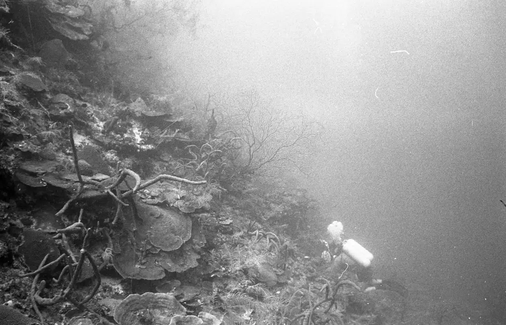 **mediaID: **10.5281/zenodo.22663465-IMG0184.png<br>**year: **1967<br>**waterBody: **Caribbean Sea<br>**country: **Jamaica<br>**county: **Saint Ann Parish, Middlesex County<br>**municipality: **Discovery Bay<br>**location: **<br>**decimalLongitude: **-77.414<br>**decimalLatitude: **18.474<br>**georeferenceRemarks: **Exact coordinates unknown. Inferred from site map. Coordinates precise to approximately 0.0025 degress (~250 m).<br>**mediaComments: **