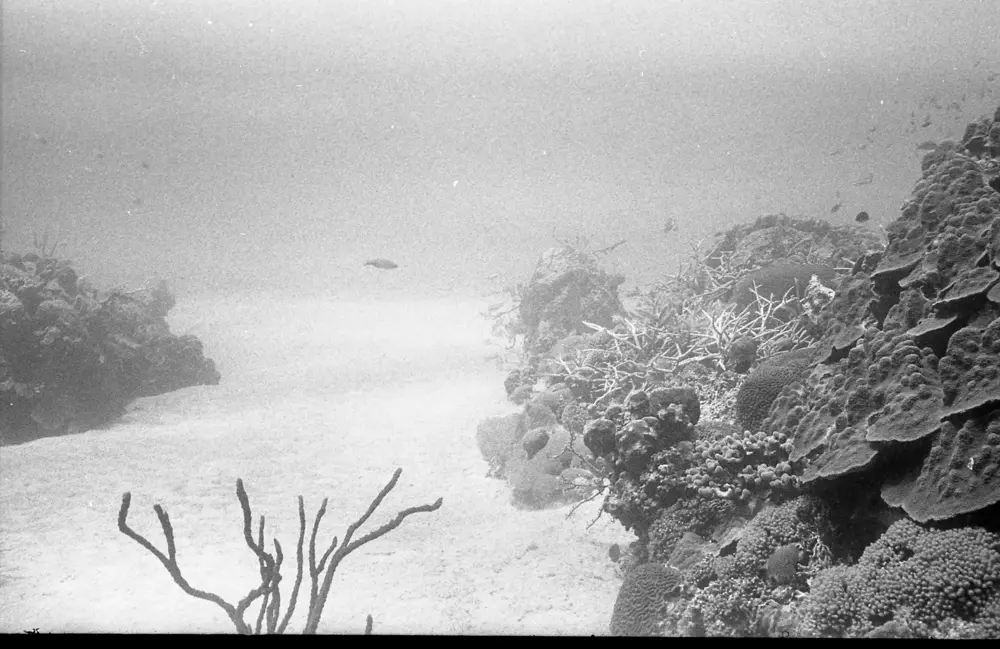 **mediaID: **10.5281/zenodo.22663465-IMG0197.png<br>**year: **1968<br>**waterBody: **Caribbean Sea<br>**country: **Jamaica<br>**county: **Saint Ann Parish, Middlesex County<br>**municipality: **Discovery Bay<br>**location: **<br>**decimalLongitude: **-77.334<br>**decimalLatitude: **18.467<br>**georeferenceRemarks: **Exact coordinates unknown. Inferred from site map. Coordinates precise to approximately 0.0025 degress (~250 m).<br>**mediaComments: **
