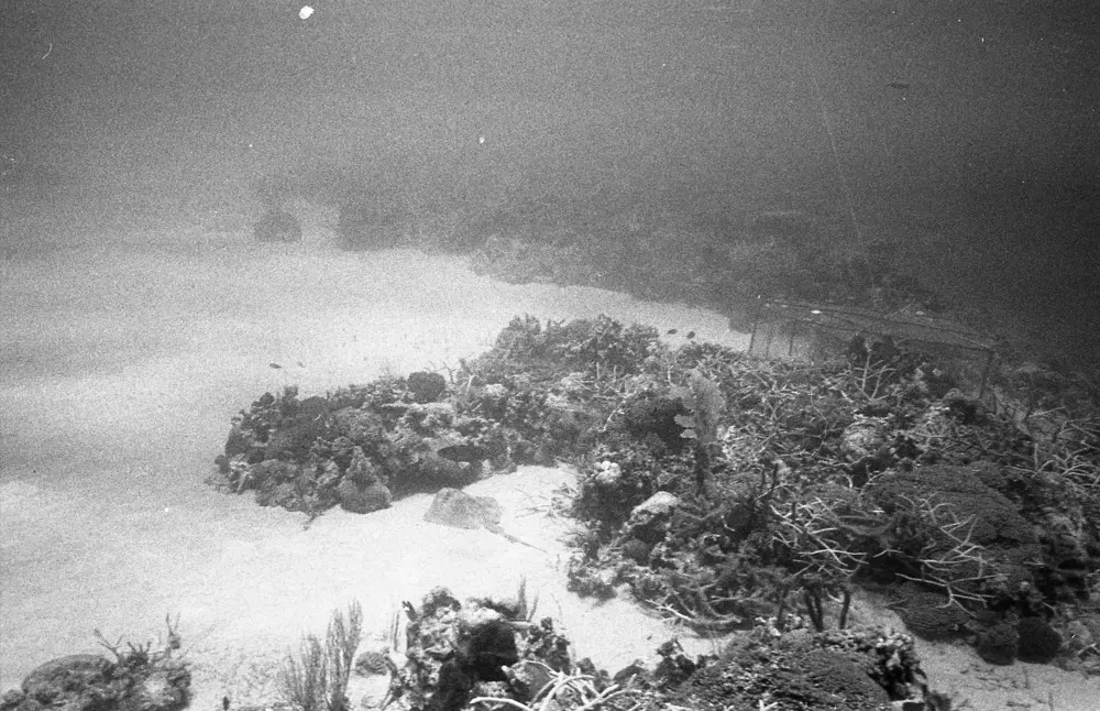 **mediaID: **10.5281/zenodo.22663465-IMG0213.png<br>**year: **1968<br>**waterBody: **Caribbean Sea<br>**country: **Jamaica<br>**county: **Saint Ann Parish, Middlesex County<br>**municipality: **Discovery Bay<br>**location: **<br>**decimalLongitude: **-77.334<br>**decimalLatitude: **18.467<br>**georeferenceRemarks: **Exact coordinates unknown. Inferred from site map. Coordinates precise to approximately 0.0025 degress (~250 m).<br>**mediaComments: **