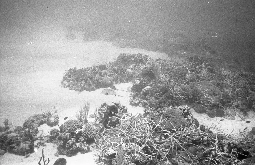 **mediaID: **10.5281/zenodo.22663465-IMG0214.png<br>**year: **1968<br>**waterBody: **Caribbean Sea<br>**country: **Jamaica<br>**county: **Saint Ann Parish, Middlesex County<br>**municipality: **Discovery Bay<br>**location: **<br>**decimalLongitude: **-77.334<br>**decimalLatitude: **18.467<br>**georeferenceRemarks: **Exact coordinates unknown. Inferred from site map. Coordinates precise to approximately 0.0025 degress (~250 m).<br>**mediaComments: **