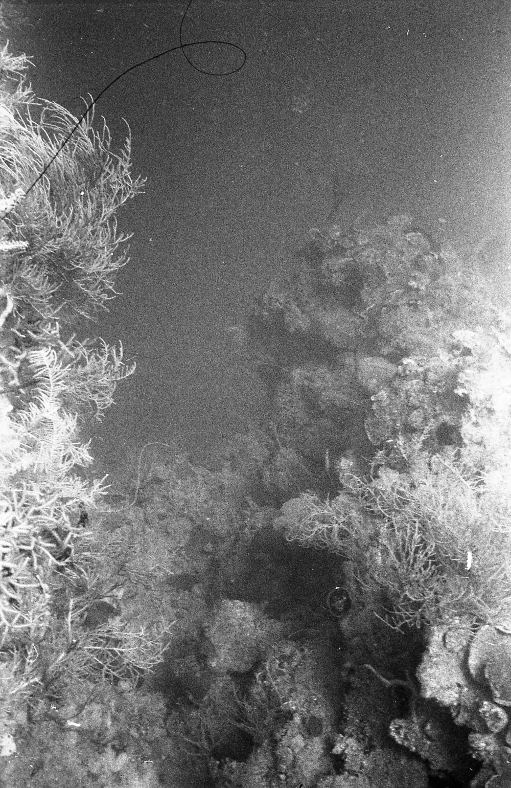 **mediaID: **10.5281/zenodo.22663465-IMG0240.png<br>**year: **1968<br>**waterBody: **Caribbean Sea<br>**country: **Jamaica<br>**county: **Saint Ann Parish, Middlesex County<br>**municipality: **Discovery Bay<br>**location: **<br>**decimalLongitude: **-77.35867<br>**decimalLatitude: **18.4635<br>**georeferenceRemarks: **Exact coordinates unknown. Inferred from site map. Coordinates precise to approximately 0.0025 degress (~250 m).<br>**mediaComments: **