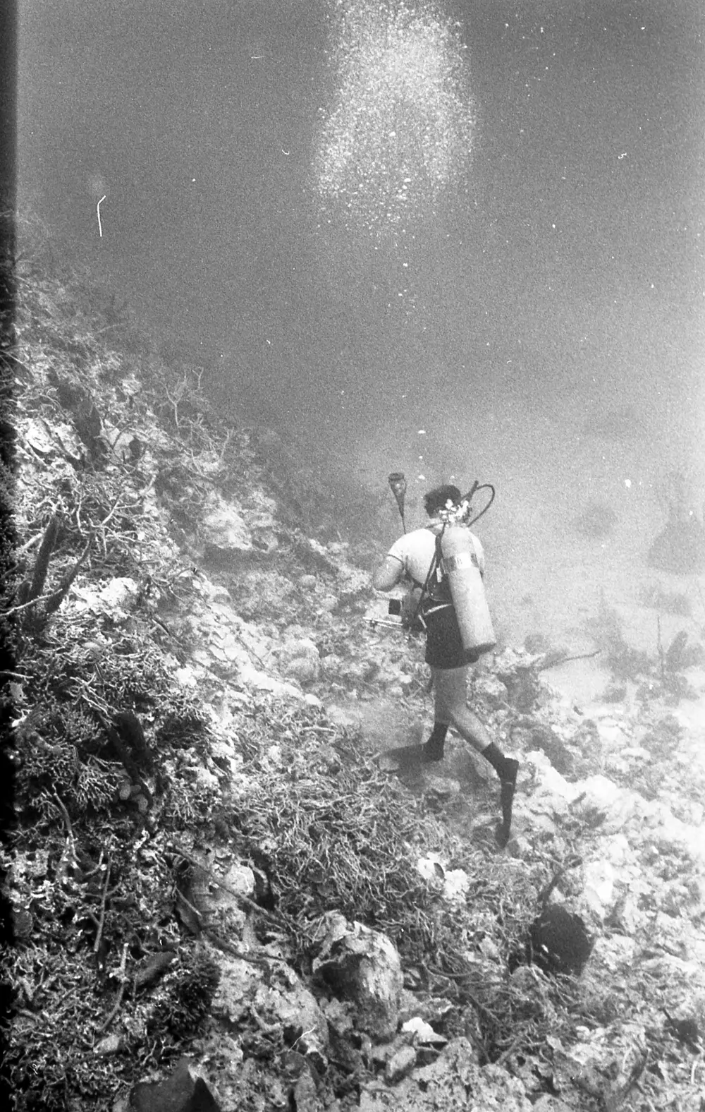 **mediaID: **10.5281/zenodo.22663465-IMG0243.png<br>**year: **1968<br>**waterBody: **Caribbean Sea<br>**country: **Jamaica<br>**county: **Saint Ann Parish, Middlesex County<br>**municipality: **Discovery Bay<br>**location: **<br>**decimalLongitude: **-77.41<br>**decimalLatitude: **18.4728<br>**georeferenceRemarks: **Exact coordinates unknown. Inferred from site map. Coordinates precise to approximately 0.0025 degress (~250 m).<br>**mediaComments: **