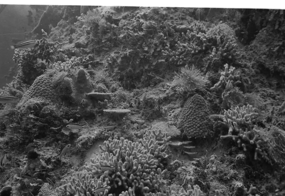 **mediaID: **10.5281/zenodo.22663465-IMG0294.png<br>**year: **1966<br>**waterBody: **Caribbean Sea<br>**country: **Jamaica<br>**county: **Saint Ann Parish, Middlesex County<br>**municipality: **Discovery Bay<br>**location: **<br>**decimalLongitude: **-77.35867<br>**decimalLatitude: **18.4635<br>**georeferenceRemarks: **Exact coordinates unknown. Inferred from site map. Coordinates precise to approximately 0.0025 degress (~250 m).<br>**mediaComments: **Exact date unknown, likely between 1966 and 1968. 1966 used as inferred year.