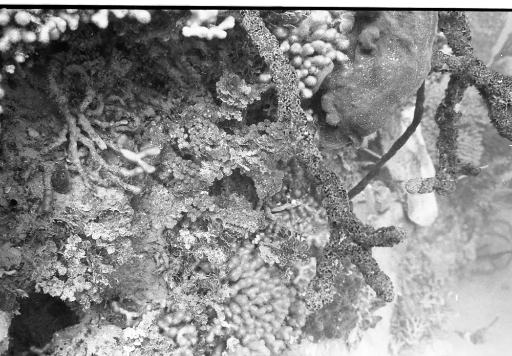 **mediaID: **10.5281/zenodo.22663465-IMG0300.png<br>**year: **1966<br>**waterBody: **Caribbean Sea<br>**country: **Jamaica<br>**county: **Saint Ann Parish, Middlesex County<br>**municipality: **Discovery Bay<br>**location: **<br>**decimalLongitude: **-77.35867<br>**decimalLatitude: **18.4635<br>**georeferenceRemarks: **Exact coordinates unknown. Inferred from site map. Coordinates precise to approximately 0.0025 degress (~250 m).<br>**mediaComments: **Exact date unknown, likely between 1966 and 1968. 1966 used as inferred year.