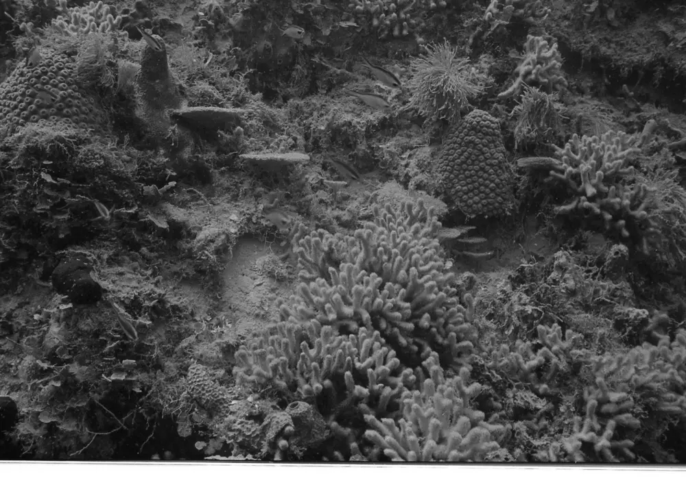 **mediaID: **10.5281/zenodo.22663465-IMG0304.png<br>**year: **1966<br>**waterBody: **Caribbean Sea<br>**country: **Jamaica<br>**county: **Saint Ann Parish, Middlesex County<br>**municipality: **Discovery Bay<br>**location: **<br>**decimalLongitude: **-77.35867<br>**decimalLatitude: **18.4635<br>**georeferenceRemarks: **Exact coordinates unknown. Inferred from site map. Coordinates precise to approximately 0.0025 degress (~250 m).<br>**mediaComments: **Exact date unknown, likely between 1966 and 1968. 1966 used as inferred year.