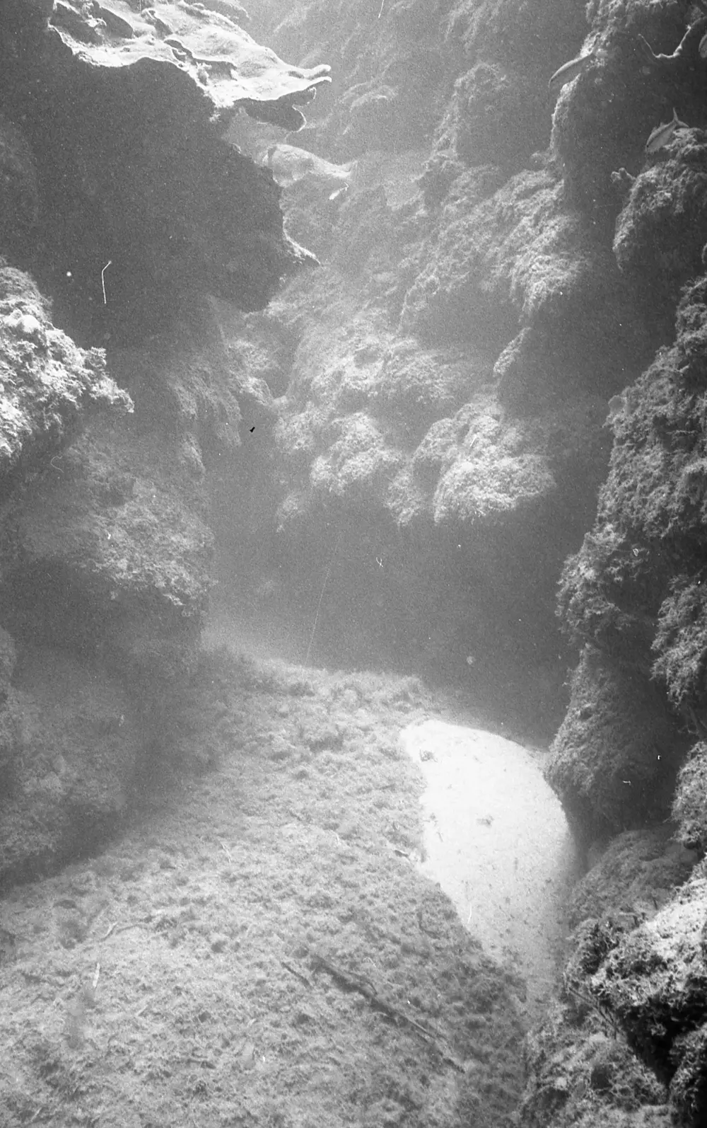 **mediaID: **10.5281/zenodo.22663465-IMG0316.png<br>**year: **1966<br>**waterBody: **Caribbean Sea<br>**country: **Jamaica<br>**county: **Saint Ann Parish, Middlesex County<br>**municipality: **Discovery Bay<br>**location: **<br>**decimalLongitude: **-77.35867<br>**decimalLatitude: **18.4635<br>**georeferenceRemarks: **Exact coordinates unknown. Inferred from site map. Coordinates precise to approximately 0.0025 degress (~250 m).<br>**mediaComments: **Exact date unknown, likely between 1966 and 1968. 1966 used as inferred year.
