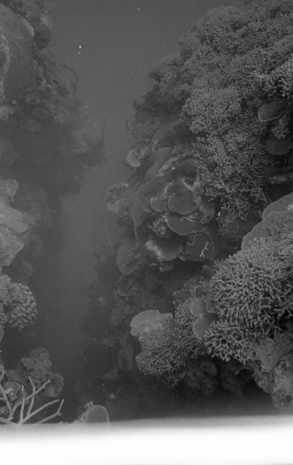 **mediaID: **10.5281/zenodo.22663465-IMG0319.png<br>**year: **1966<br>**waterBody: **Caribbean Sea<br>**country: **Jamaica<br>**county: **Saint Ann Parish, Middlesex County<br>**municipality: **Discovery Bay<br>**location: **<br>**decimalLongitude: **-77.35867<br>**decimalLatitude: **18.4635<br>**georeferenceRemarks: **Exact coordinates unknown. Inferred from site map. Coordinates precise to approximately 0.0025 degress (~250 m).<br>**mediaComments: **Exact date unknown, likely between 1966 and 1968. 1966 used as inferred year.