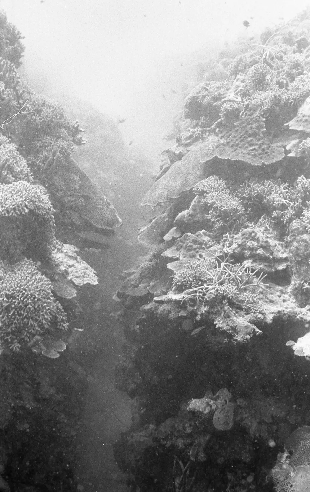 **mediaID: **10.5281/zenodo.22663465-IMG0324.png<br>**year: **1966<br>**waterBody: **Caribbean Sea<br>**country: **Jamaica<br>**county: **Saint Ann Parish, Middlesex County<br>**municipality: **Discovery Bay<br>**location: **<br>**decimalLongitude: **-77.35867<br>**decimalLatitude: **18.4635<br>**georeferenceRemarks: **Exact coordinates unknown. Inferred from site map. Coordinates precise to approximately 0.0025 degress (~250 m).<br>**mediaComments: **Exact date unknown, likely between 1966 and 1968. 1966 used as inferred year.