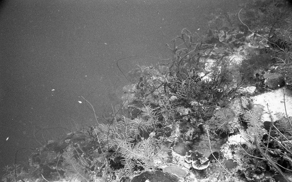 **mediaID: **10.5281/zenodo.22663465-IMG0373.png<br>**year: **1967<br>**waterBody: **Caribbean Sea<br>**country: **Jamaica<br>**county: **Saint Ann Parish, Middlesex County<br>**municipality: **Discovery Bay<br>**location: **<br>**decimalLongitude: **-77.41017<br>**decimalLatitude: **18.47367<br>**georeferenceRemarks: **Exact coordinates unknown. Inferred from site map. Coordinates precise to approximately 0.0025 degress (~250 m).<br>**mediaComments: **
