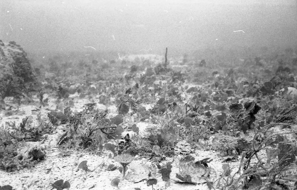 **mediaID: **10.5281/zenodo.22663465-IMG0422.png<br>**year: **1967<br>**waterBody: **Caribbean Sea<br>**country: **Jamaica<br>**county: **Saint Ann Parish, Middlesex County<br>**municipality: **Discovery Bay<br>**location: **<br>**decimalLongitude: **-76.886<br>**decimalLatitude: **18.399<br>**georeferenceRemarks: **Exact coordinates unknown. Inferred from site map. Coordinates precise to approximately 0.0025 degress (~250 m).<br>**mediaComments: **