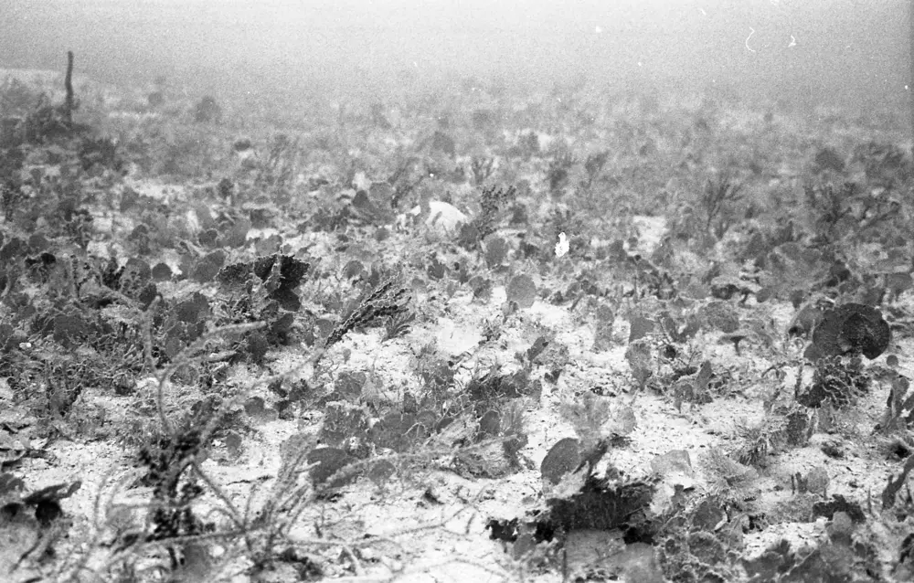 **mediaID: **10.5281/zenodo.22663465-IMG0423.png<br>**year: **1967<br>**waterBody: **Caribbean Sea<br>**country: **Jamaica<br>**county: **Saint Ann Parish, Middlesex County<br>**municipality: **Discovery Bay<br>**location: **<br>**decimalLongitude: **-76.886<br>**decimalLatitude: **18.399<br>**georeferenceRemarks: **Exact coordinates unknown. Inferred from site map. Coordinates precise to approximately 0.0025 degress (~250 m).<br>**mediaComments: **