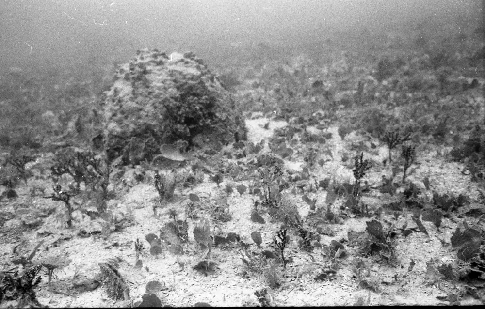 **mediaID: **10.5281/zenodo.22663465-IMG0426.png<br>**year: **1967<br>**waterBody: **Caribbean Sea<br>**country: **Jamaica<br>**county: **Saint Ann Parish, Middlesex County<br>**municipality: **Discovery Bay<br>**location: **<br>**decimalLongitude: **-76.886<br>**decimalLatitude: **18.399<br>**georeferenceRemarks: **Exact coordinates unknown. Inferred from site map. Coordinates precise to approximately 0.0025 degress (~250 m).<br>**mediaComments: **
