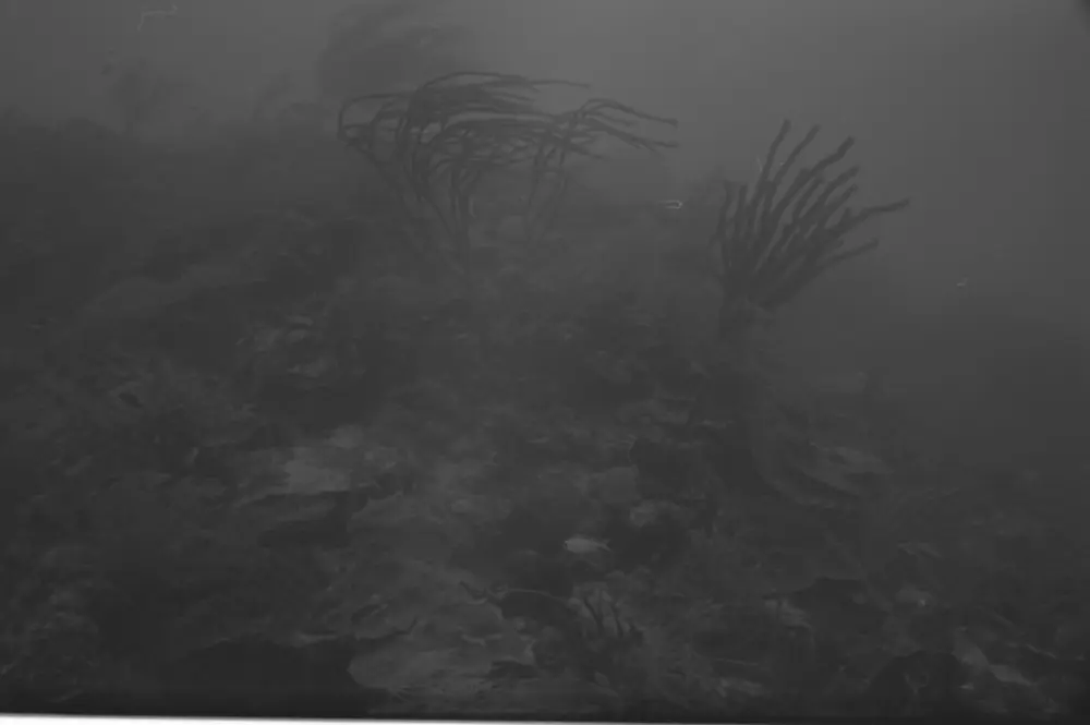**mediaID: **10.5281/zenodo.22663465-IMG0437.png<br>**year: **1966<br>**waterBody: **Caribbean Sea<br>**country: **Jamaica<br>**county: **Saint Ann Parish, Middlesex County<br>**municipality: **Discovery Bay<br>**location: **<br>**decimalLongitude: **-77.40908<br>**decimalLatitude: **18.47322<br>**georeferenceRemarks: **Exact coordinates unknown. Inferred from site map. Coordinates precise to approximately 0.0025 degress (~250 m).<br>**mediaComments: **