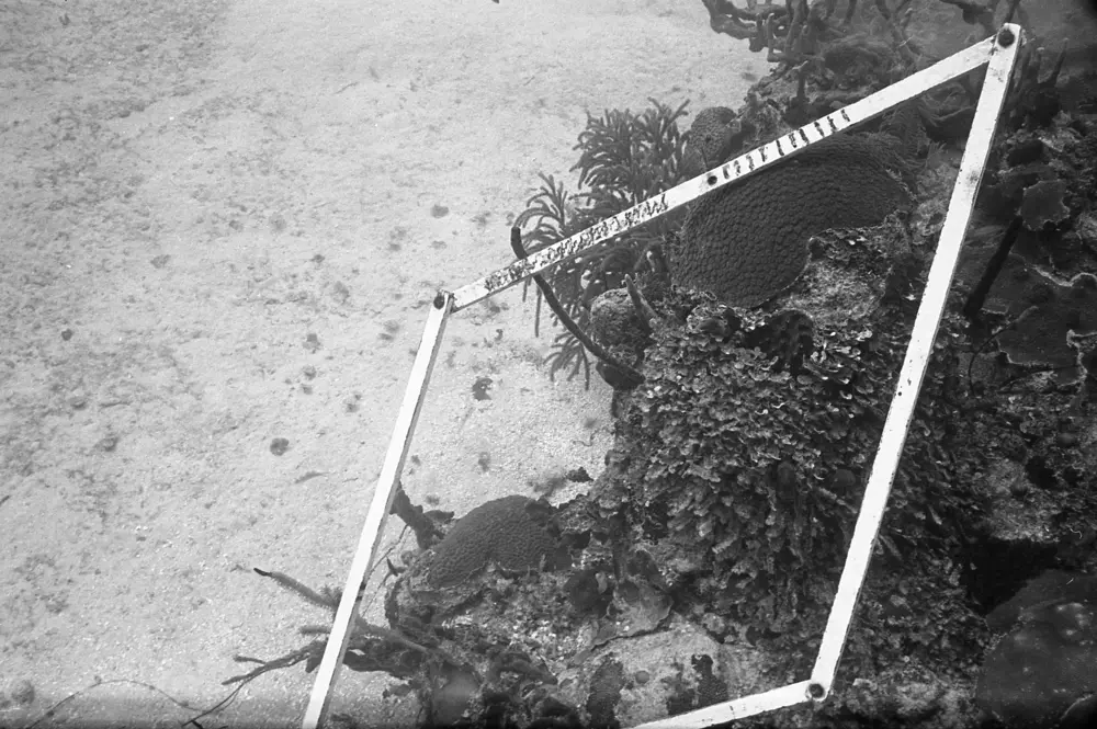 **mediaID: **10.5281/zenodo.22663465-IMG0446.png<br>**year: **1966<br>**waterBody: **Caribbean Sea<br>**country: **Jamaica<br>**county: **Saint Ann Parish, Middlesex County<br>**municipality: **Discovery Bay<br>**location: **<br>**decimalLongitude: **-77.40908<br>**decimalLatitude: **18.47322<br>**georeferenceRemarks: **Exact coordinates unknown. Inferred from site map. Coordinates precise to approximately 0.0025 degress (~250 m).<br>**mediaComments: **