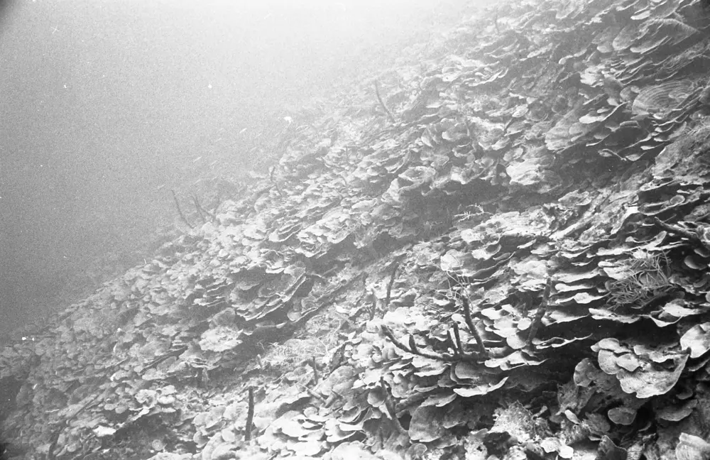 **mediaID: **10.5281/zenodo.22663465-IMG0458.png<br>**year: **1967<br>**waterBody: **Caribbean Sea<br>**country: **Jamaica<br>**county: **Saint Ann Parish, Middlesex County<br>**municipality: **Discovery Bay<br>**location: **<br>**decimalLongitude: **-77.39<br>**decimalLatitude: **18.47167<br>**georeferenceRemarks: **Exact coordinates unknown. Inferred from site map. Coordinates precise to approximately 0.0025 degress (~250 m).<br>**mediaComments: **