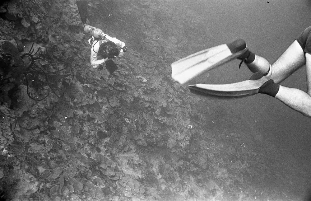 **mediaID: **10.5281/zenodo.22663465-IMG0461.png<br>**year: **1967<br>**waterBody: **Caribbean Sea<br>**country: **Jamaica<br>**county: **Saint Ann Parish, Middlesex County<br>**municipality: **Discovery Bay<br>**location: **<br>**decimalLongitude: **-77.39<br>**decimalLatitude: **18.47167<br>**georeferenceRemarks: **Exact coordinates unknown. Inferred from site map. Coordinates precise to approximately 0.0025 degress (~250 m).<br>**mediaComments: **