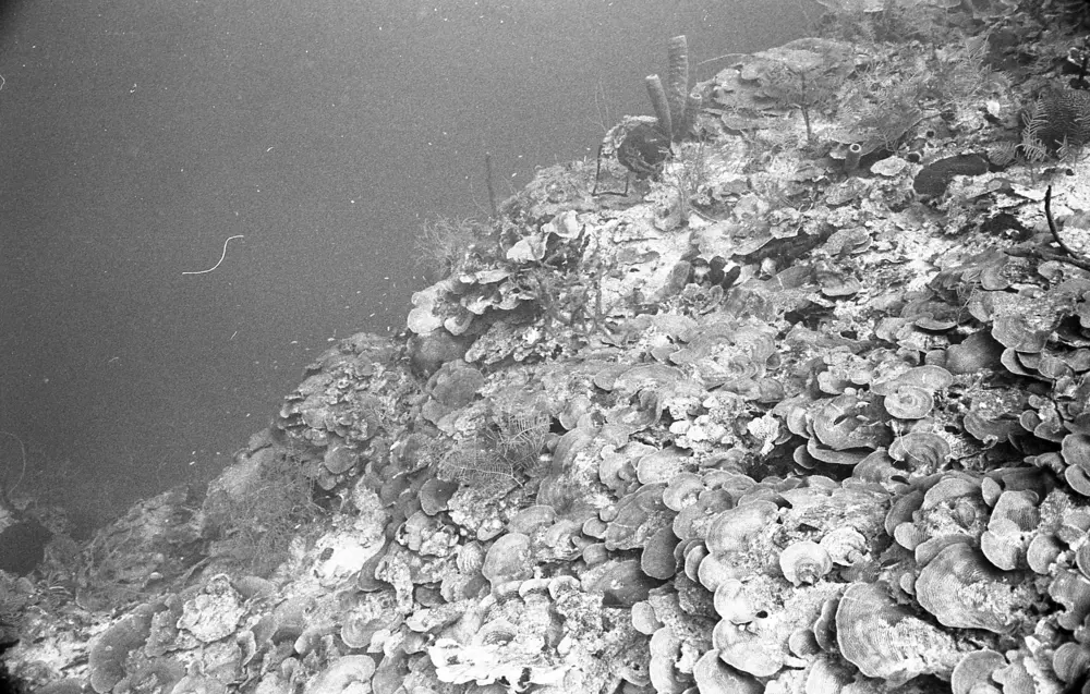 **mediaID: **10.5281/zenodo.22663465-IMG0467.png<br>**year: **1967<br>**waterBody: **Caribbean Sea<br>**country: **Jamaica<br>**county: **Saint Ann Parish, Middlesex County<br>**municipality: **Discovery Bay<br>**location: **<br>**decimalLongitude: **-77.39<br>**decimalLatitude: **18.47167<br>**georeferenceRemarks: **Exact coordinates unknown. Inferred from site map. Coordinates precise to approximately 0.0025 degress (~250 m).<br>**mediaComments: **