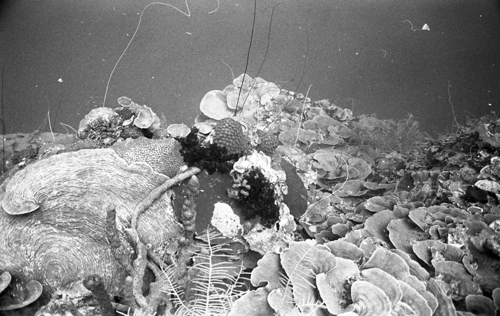 **mediaID: **10.5281/zenodo.22663465-IMG0470.png<br>**year: **1967<br>**waterBody: **Caribbean Sea<br>**country: **Jamaica<br>**county: **Saint Ann Parish, Middlesex County<br>**municipality: **Discovery Bay<br>**location: **<br>**decimalLongitude: **-77.39<br>**decimalLatitude: **18.47167<br>**georeferenceRemarks: **Exact coordinates unknown. Inferred from site map. Coordinates precise to approximately 0.0025 degress (~250 m).<br>**mediaComments: **