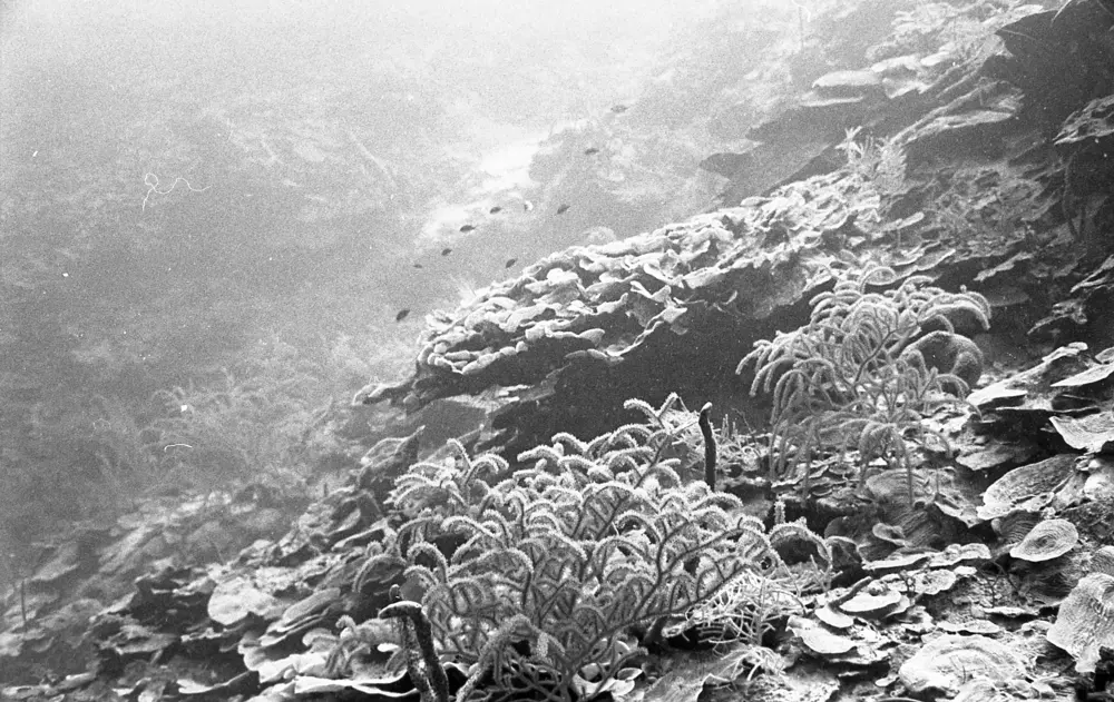 **mediaID: **10.5281/zenodo.22663465-IMG0472.png<br>**year: **1967<br>**waterBody: **Caribbean Sea<br>**country: **Jamaica<br>**county: **Saint Ann Parish, Middlesex County<br>**municipality: **Discovery Bay<br>**location: **<br>**decimalLongitude: **-77.39<br>**decimalLatitude: **18.47167<br>**georeferenceRemarks: **Exact coordinates unknown. Inferred from site map. Coordinates precise to approximately 0.0025 degress (~250 m).<br>**mediaComments: **