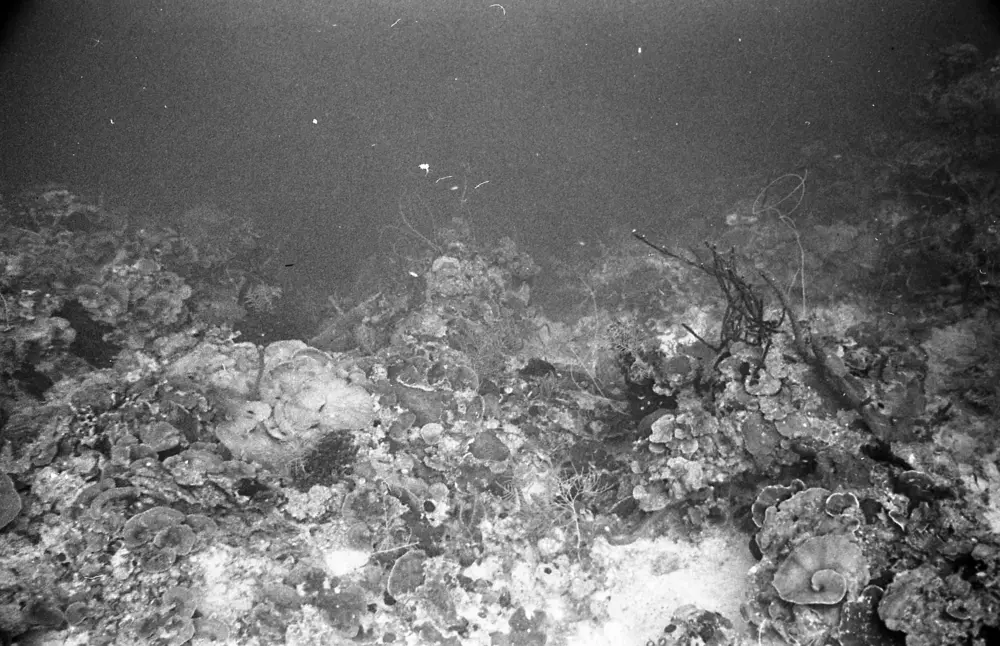 **mediaID: **10.5281/zenodo.22663465-IMG0477.png<br>**year: **1967<br>**waterBody: **Caribbean Sea<br>**country: **Jamaica<br>**county: **Saint Ann Parish, Middlesex County<br>**municipality: **Discovery Bay<br>**location: **<br>**decimalLongitude: **-77.39<br>**decimalLatitude: **18.47167<br>**georeferenceRemarks: **Exact coordinates unknown. Inferred from site map. Coordinates precise to approximately 0.0025 degress (~250 m).<br>**mediaComments: **