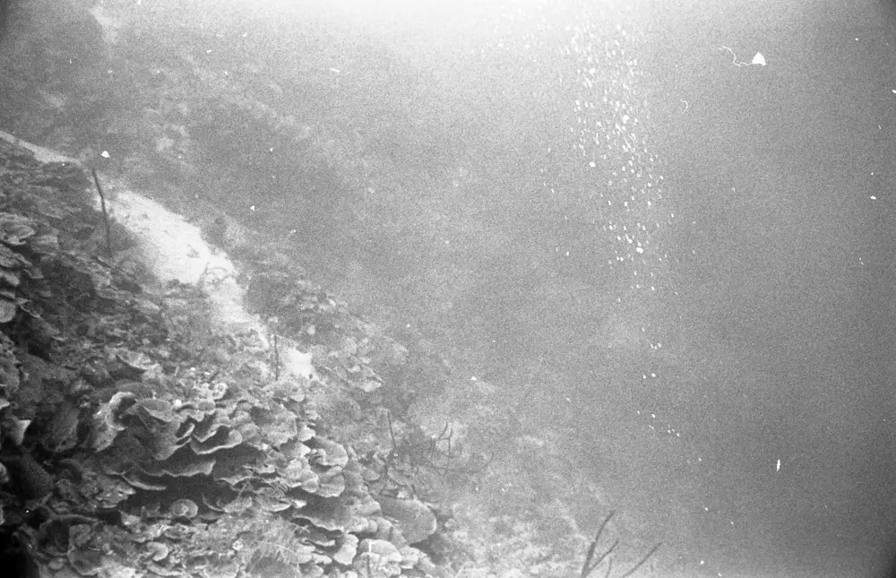 **mediaID: **10.5281/zenodo.22663465-IMG0478.png<br>**year: **1967<br>**waterBody: **Caribbean Sea<br>**country: **Jamaica<br>**county: **Saint Ann Parish, Middlesex County<br>**municipality: **Discovery Bay<br>**location: **<br>**decimalLongitude: **-77.39<br>**decimalLatitude: **18.47167<br>**georeferenceRemarks: **Exact coordinates unknown. Inferred from site map. Coordinates precise to approximately 0.0025 degress (~250 m).<br>**mediaComments: **