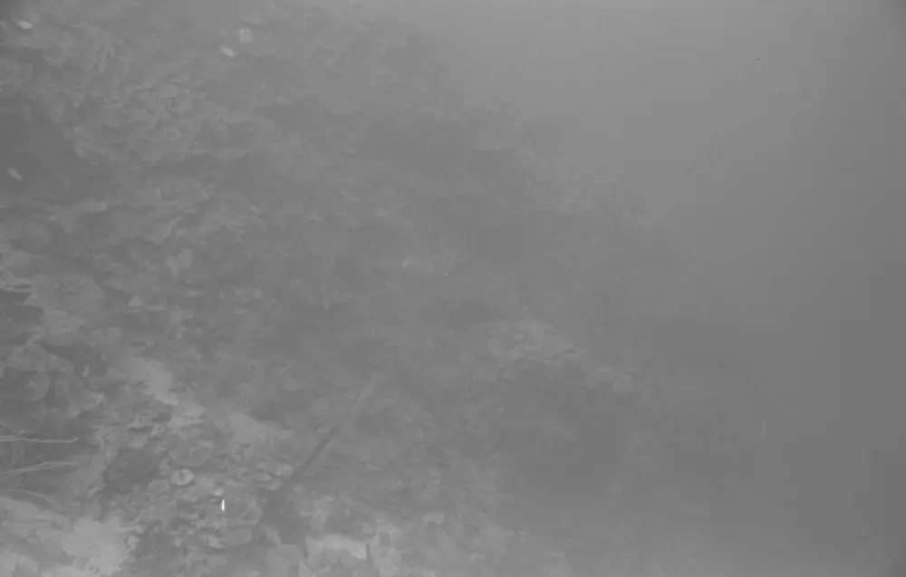 **mediaID: **10.5281/zenodo.22663465-IMG0483.png<br>**year: **1967<br>**waterBody: **Caribbean Sea<br>**country: **Jamaica<br>**county: **Saint Ann Parish, Middlesex County<br>**municipality: **Discovery Bay<br>**location: **<br>**decimalLongitude: **-77.39<br>**decimalLatitude: **18.47167<br>**georeferenceRemarks: **Exact coordinates unknown. Inferred from site map. Coordinates precise to approximately 0.0025 degress (~250 m).<br>**mediaComments: **