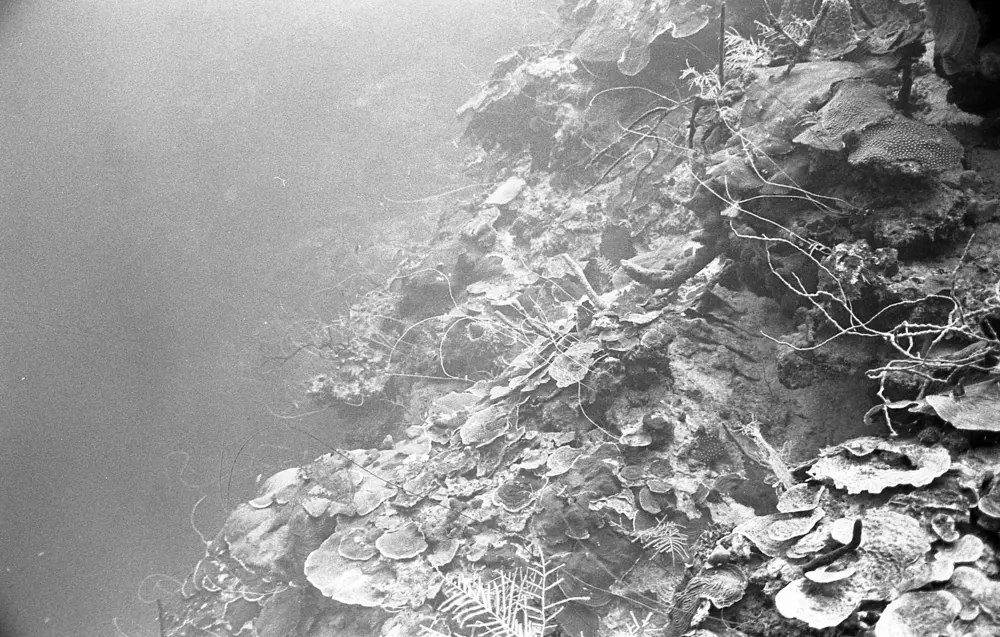 **mediaID: **10.5281/zenodo.22663465-IMG0487.png<br>**year: **1967<br>**waterBody: **Caribbean Sea<br>**country: **Jamaica<br>**county: **Saint Ann Parish, Middlesex County<br>**municipality: **Discovery Bay<br>**location: **<br>**decimalLongitude: **-77.39<br>**decimalLatitude: **18.47167<br>**georeferenceRemarks: **Exact coordinates unknown. Inferred from site map. Coordinates precise to approximately 0.0025 degress (~250 m).<br>**mediaComments: **