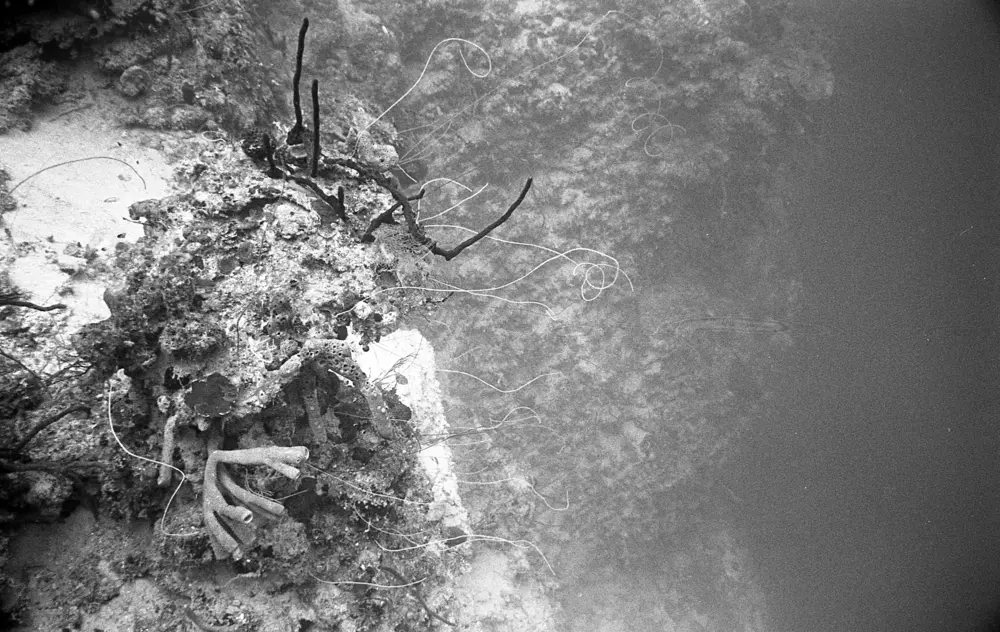 **mediaID: **10.5281/zenodo.22663465-IMG0491.png<br>**year: **1967<br>**waterBody: **Caribbean Sea<br>**country: **Jamaica<br>**county: **Saint Ann Parish, Middlesex County<br>**municipality: **Discovery Bay<br>**location: **<br>**decimalLongitude: **-77.39<br>**decimalLatitude: **18.47167<br>**georeferenceRemarks: **Exact coordinates unknown. Inferred from site map. Coordinates precise to approximately 0.0025 degress (~250 m).<br>**mediaComments: **