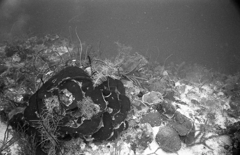 **mediaID: **10.5281/zenodo.22663465-IMG0499.png<br>**year: **1967<br>**waterBody: **Caribbean Sea<br>**country: **Jamaica<br>**county: **Saint Ann Parish, Middlesex County<br>**municipality: **Discovery Bay<br>**location: **<br>**decimalLongitude: **-77.41017<br>**decimalLatitude: **18.47367<br>**georeferenceRemarks: **Exact coordinates unknown. Inferred from site map. Coordinates precise to approximately 0.0025 degress (~250 m).<br>**mediaComments: **