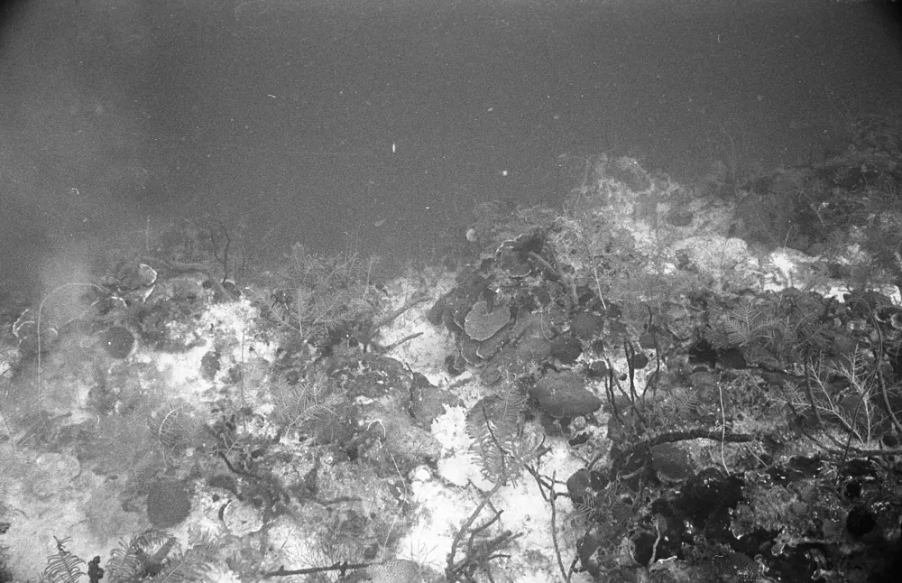 **mediaID: **10.5281/zenodo.22663465-IMG0500.png<br>**year: **1967<br>**waterBody: **Caribbean Sea<br>**country: **Jamaica<br>**county: **Saint Ann Parish, Middlesex County<br>**municipality: **Discovery Bay<br>**location: **<br>**decimalLongitude: **-77.41017<br>**decimalLatitude: **18.47367<br>**georeferenceRemarks: **Exact coordinates unknown. Inferred from site map. Coordinates precise to approximately 0.0025 degress (~250 m).<br>**mediaComments: **