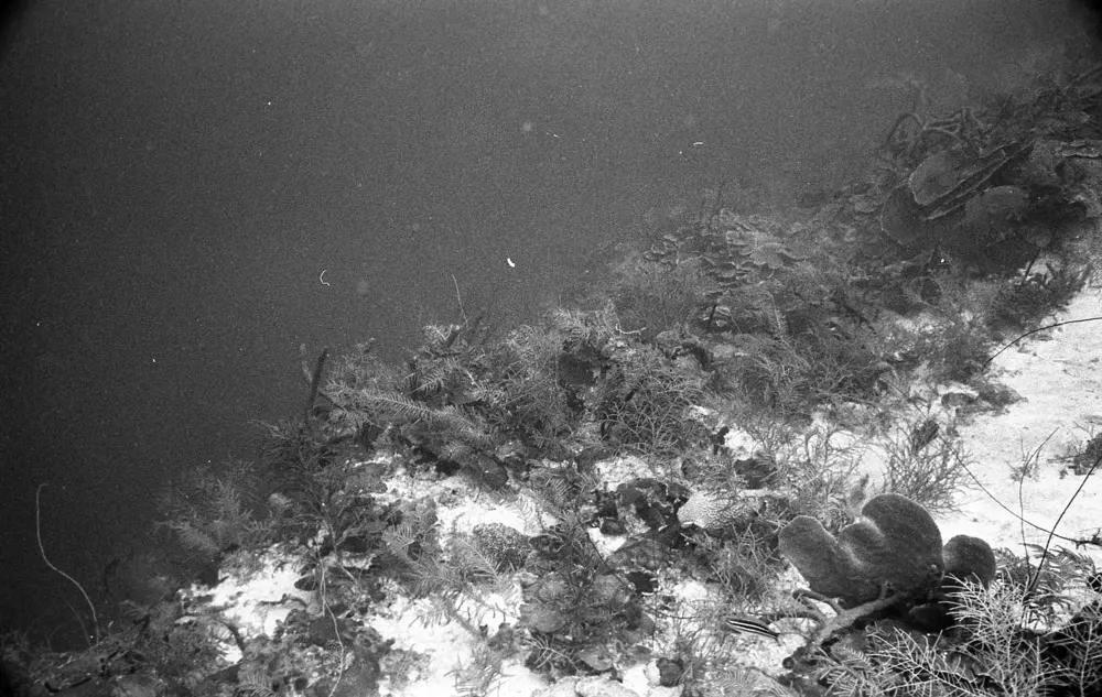 **mediaID: **10.5281/zenodo.22663465-IMG0506.png<br>**year: **1967<br>**waterBody: **Caribbean Sea<br>**country: **Jamaica<br>**county: **Saint Ann Parish, Middlesex County<br>**municipality: **Discovery Bay<br>**location: **<br>**decimalLongitude: **-77.41017<br>**decimalLatitude: **18.47367<br>**georeferenceRemarks: **Exact coordinates unknown. Inferred from site map. Coordinates precise to approximately 0.0025 degress (~250 m).<br>**mediaComments: **