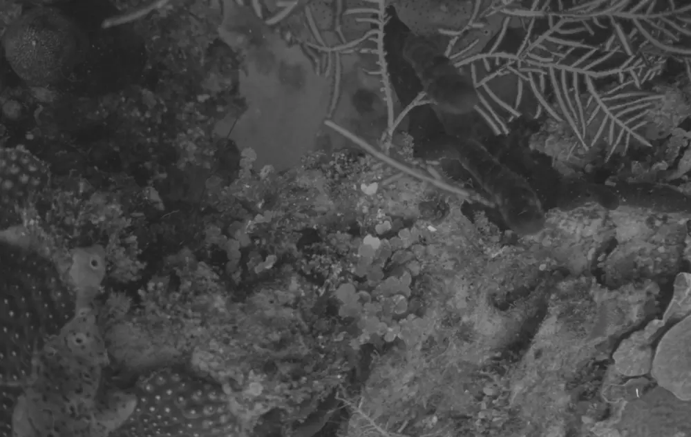 **mediaID: **10.5281/zenodo.22663465-IMG0515.png<br>**year: **1967<br>**waterBody: **Caribbean Sea<br>**country: **Jamaica<br>**county: **Saint Ann Parish, Middlesex County<br>**municipality: **Discovery Bay<br>**location: **<br>**decimalLongitude: **-77.40908<br>**decimalLatitude: **18.47322<br>**georeferenceRemarks: **Exact coordinates unknown. Inferred from site map. Coordinates precise to approximately 0.0025 degress (~250 m).<br>**mediaComments: **