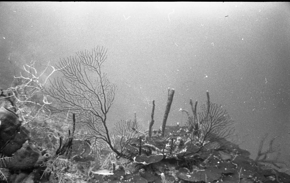 **mediaID: **10.5281/zenodo.22663465-IMG0535.png<br>**year: **1967<br>**waterBody: **Caribbean Sea<br>**country: **Jamaica<br>**county: **Saint Ann Parish, Middlesex County<br>**municipality: **Discovery Bay<br>**location: **<br>**decimalLongitude: **-77.414<br>**decimalLatitude: **18.473<br>**georeferenceRemarks: **Exact coordinates unknown. Inferred from site map. Coordinates precise to approximately 0.0025 degress (~250 m).<br>**mediaComments: **