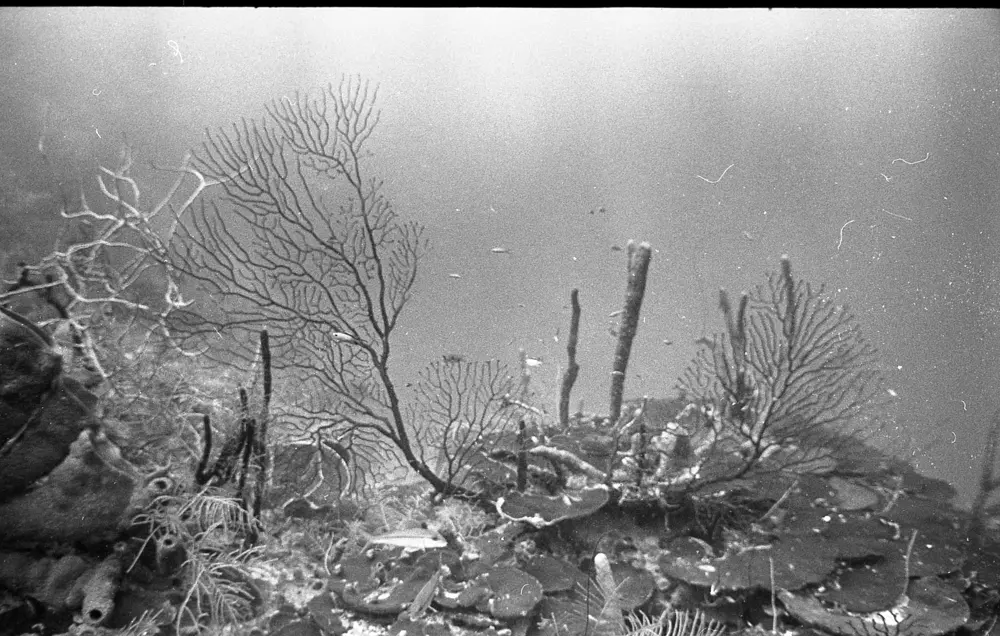 **mediaID: **10.5281/zenodo.22663465-IMG0536.png<br>**year: **1967<br>**waterBody: **Caribbean Sea<br>**country: **Jamaica<br>**county: **Saint Ann Parish, Middlesex County<br>**municipality: **Discovery Bay<br>**location: **<br>**decimalLongitude: **-77.414<br>**decimalLatitude: **18.473<br>**georeferenceRemarks: **Exact coordinates unknown. Inferred from site map. Coordinates precise to approximately 0.0025 degress (~250 m).<br>**mediaComments: **