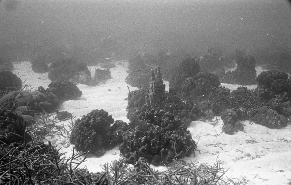 **mediaID: **10.5281/zenodo.22663465-IMG0549.png<br>**year: **1968<br>**waterBody: **Caribbean Sea<br>**country: **Jamaica<br>**county: **Saint Ann Parish, Middlesex County<br>**municipality: **Discovery Bay<br>**location: **<br>**decimalLongitude: **-77.40908<br>**decimalLatitude: **18.47322<br>**georeferenceRemarks: **Exact coordinates unknown. Inferred from site map. Coordinates precise to approximately 0.0025 degress (~250 m).<br>**mediaComments: **
