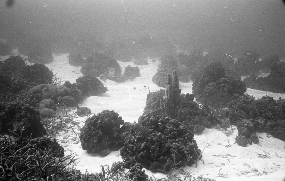 **mediaID: **10.5281/zenodo.22663465-IMG0550.png<br>**year: **1968<br>**waterBody: **Caribbean Sea<br>**country: **Jamaica<br>**county: **Saint Ann Parish, Middlesex County<br>**municipality: **Discovery Bay<br>**location: **<br>**decimalLongitude: **-77.40908<br>**decimalLatitude: **18.47322<br>**georeferenceRemarks: **Exact coordinates unknown. Inferred from site map. Coordinates precise to approximately 0.0025 degress (~250 m).<br>**mediaComments: **
