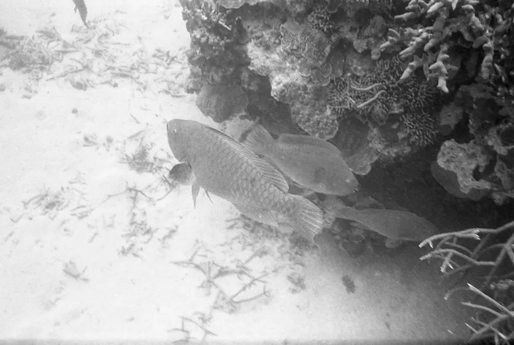 **mediaID: **10.5281/zenodo.22663465-IMG0621.png<br>**year: **1966<br>**waterBody: **Caribbean Sea<br>**country: **Jamaica<br>**county: **Saint Ann Parish, Middlesex County<br>**municipality: **Discovery Bay<br>**location: **<br>**decimalLongitude: **-77.35867<br>**decimalLatitude: **18.4635<br>**georeferenceRemarks: **Exact coordinates unknown. Inferred from site map. Coordinates precise to approximately 0.0025 degress (~250 m).<br>**mediaComments: **