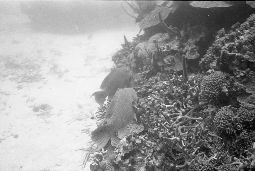 **mediaID: **10.5281/zenodo.22663465-IMG0622.png<br>**year: **1966<br>**waterBody: **Caribbean Sea<br>**country: **Jamaica<br>**county: **Saint Ann Parish, Middlesex County<br>**municipality: **Discovery Bay<br>**location: **<br>**decimalLongitude: **-77.35867<br>**decimalLatitude: **18.4635<br>**georeferenceRemarks: **Exact coordinates unknown. Inferred from site map. Coordinates precise to approximately 0.0025 degress (~250 m).<br>**mediaComments: **